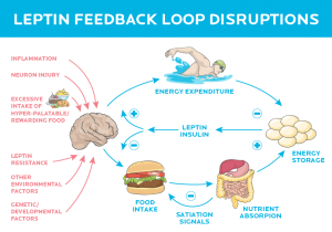 LEPTIN precision-nutrition-brain-tells-you-to-eat-leptin-2